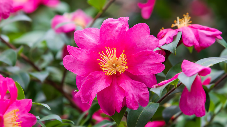 A bright, magenta camellia flower with a yellow center.