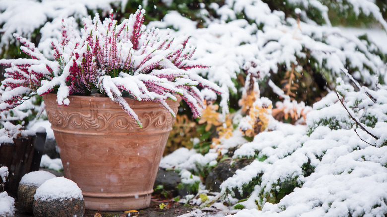 A pot of heather growing during winter with its pink blooms covered in fresh snowfall.