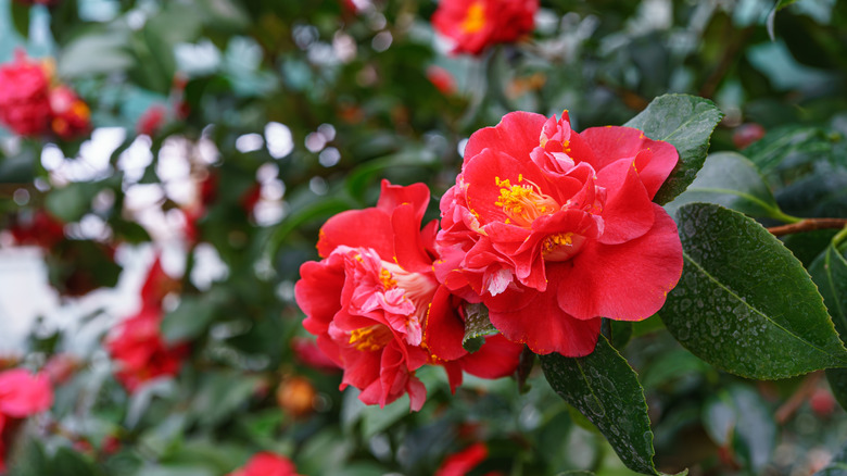 Two red Japanese camellia flowers blooming together in winter.
