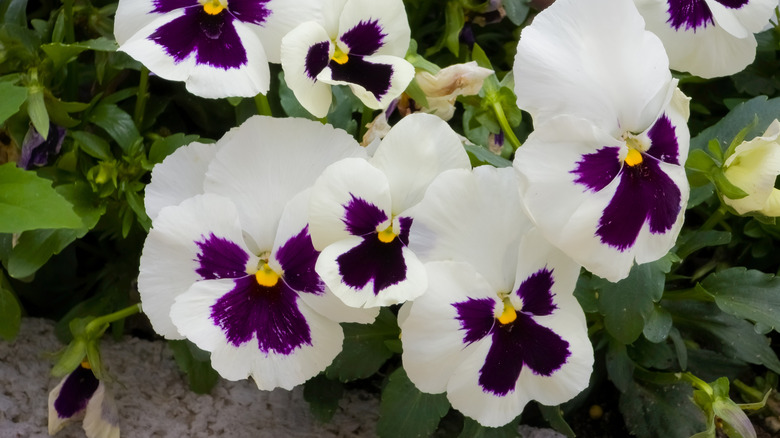 White and purple pansies in bloom during winter.
