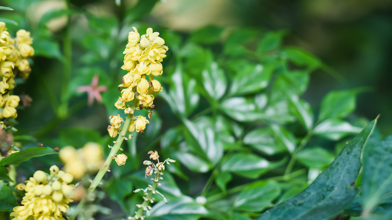 Pastel yellow leatherleaf mahonia flowers with leathery green leaves.