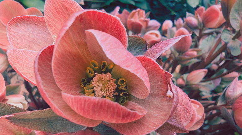 A bright rose-toned lenten rose in bloom among a cluster of buds.