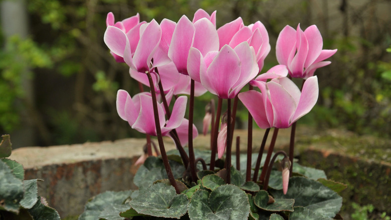 A bunch of pink persian cyclamen flowers growing in a pot.