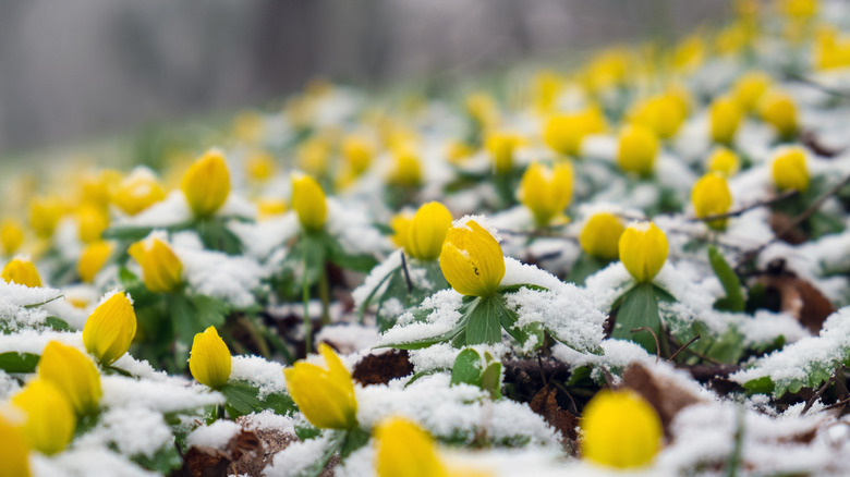 Winter aconite growing among the snow with bright yellow buds getting ready to flower.