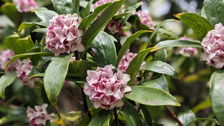 Light pink clusters of winter daphne in bloom among long, deep green leaves.