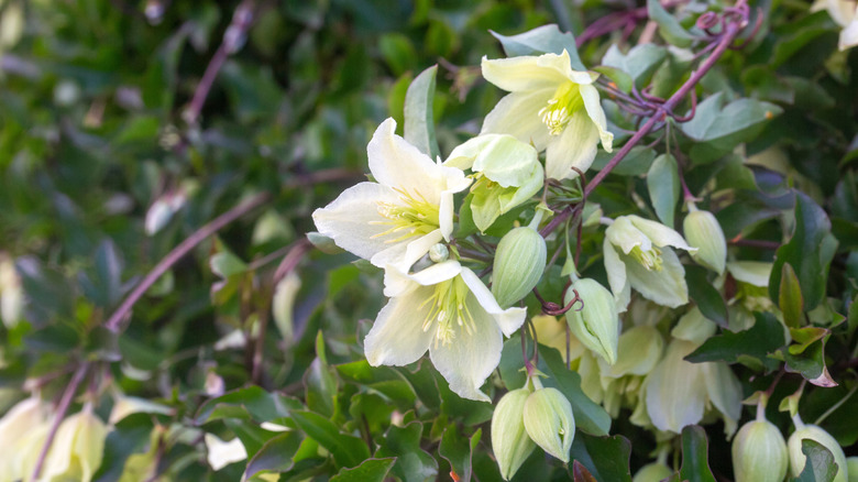 A stem of white winter-flowering clematis blooming in the winter.