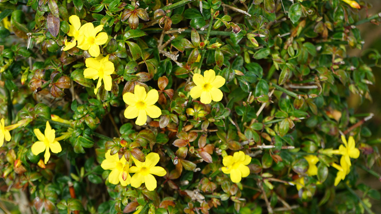 Sunny yellow winter jasmine flowers in bloom against green and brown leaves.