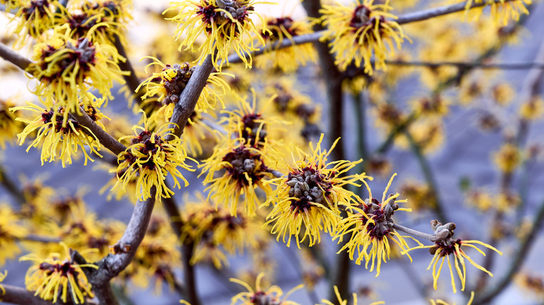 Bunches of witch hazel's flowers growing along its branches.