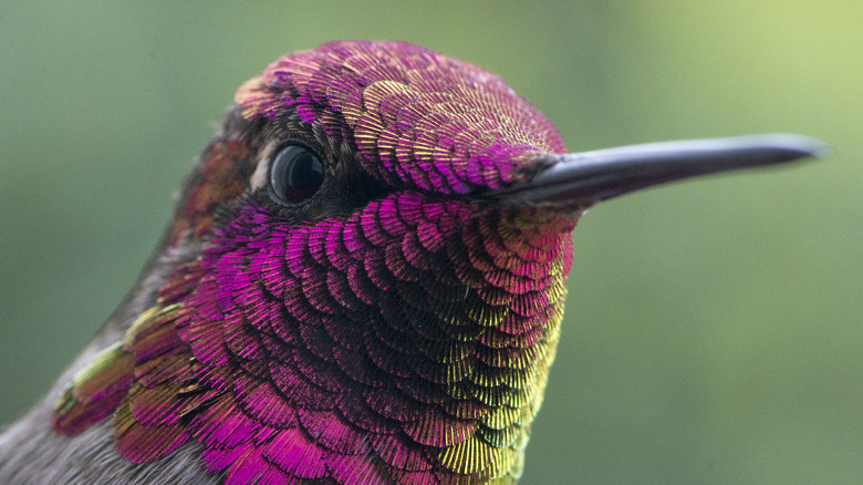 multi-colored hummingbird closeup