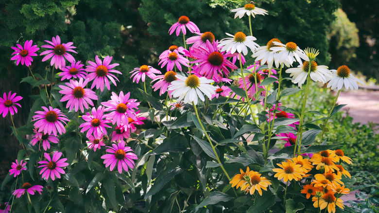 White, pink, and yellow coneflowers clustered together in partial sun