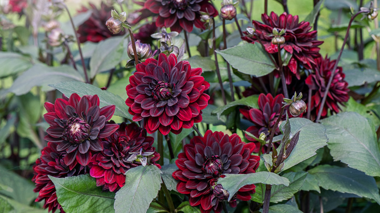 A close-up of dark red dahlias