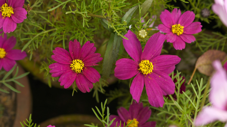 Bright pink cosmos zoomed in