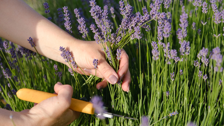 A hand with painted nails cutting a few stalks of lavender
