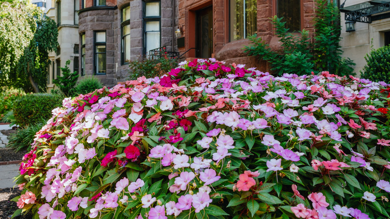 A thick bunch of multicolored impatience in front of an apartment building