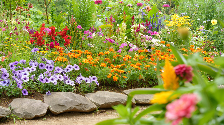 A garden with various types of flowers