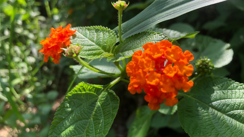 A close-up of an orange lantana
