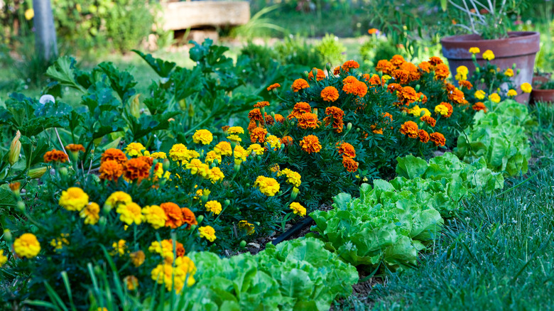 A line of yellow and orange marigolds between garden vegetables