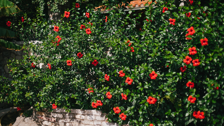 Dozens of hibiscus blooms along a wall
