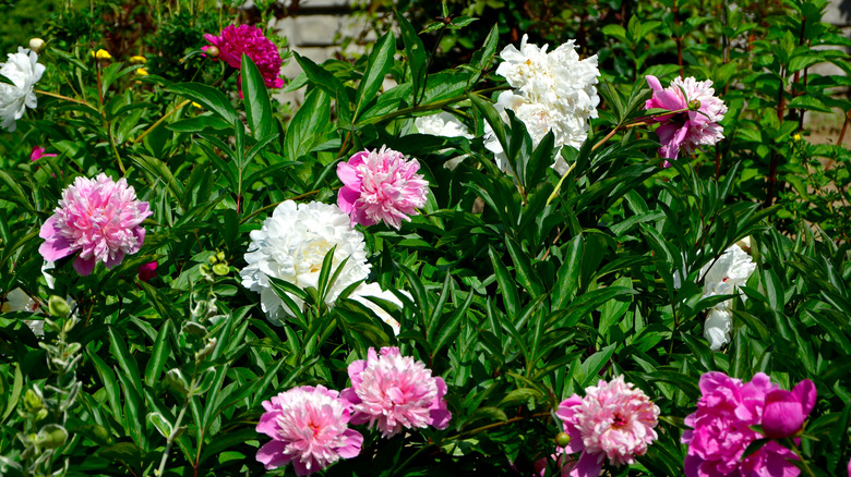 Pink and white peonies clustered together