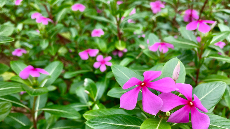 Closeup of several periwinkles