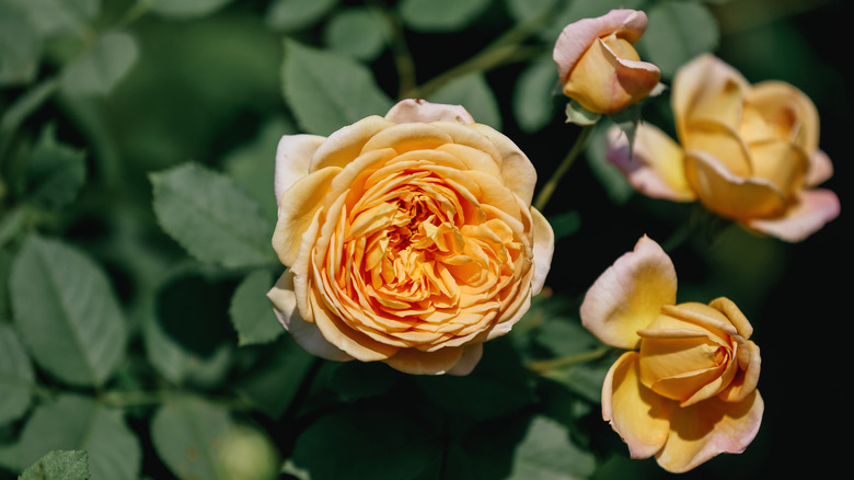 A close up of several cream-colored roses not in full bloom