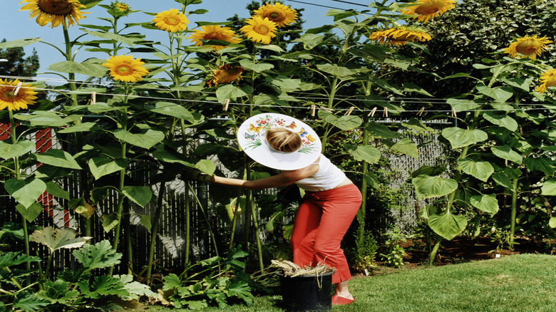 Someone taking care of sunflowers near a clothesline