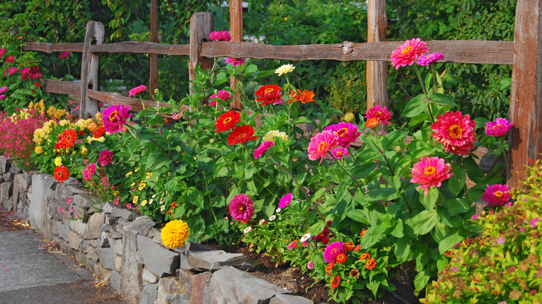 Zinnias planted in a raised bed next to an old wooden fence