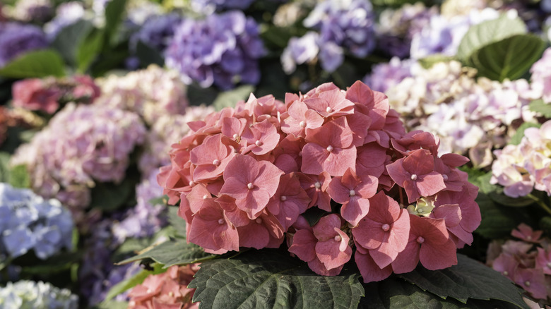 A group of hydrangeas in several colors