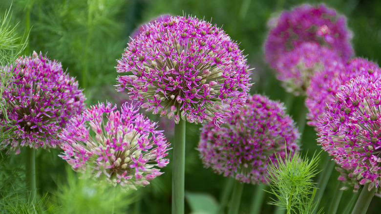 Alliums