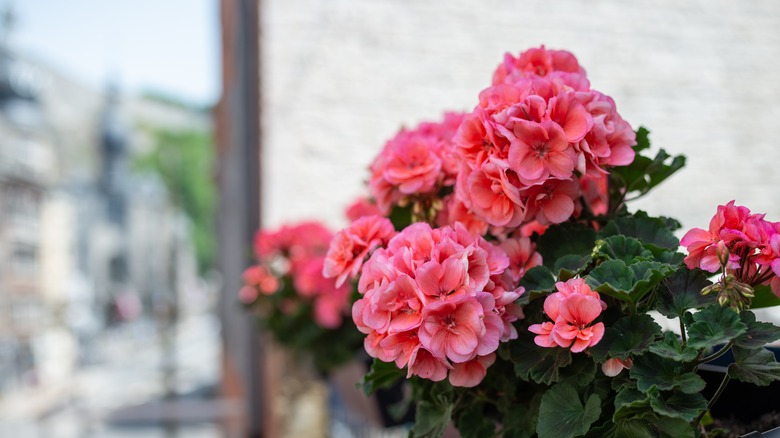 Potted Geraniums
