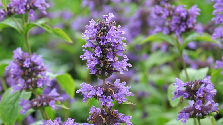 Hyssop