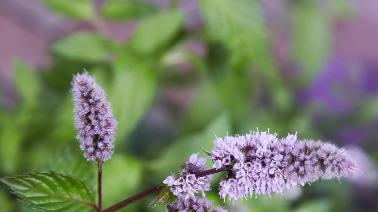 Pennyroyal 