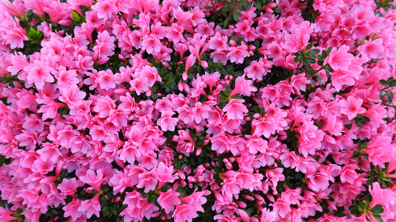 A pink azalea is in full bloom in the spring