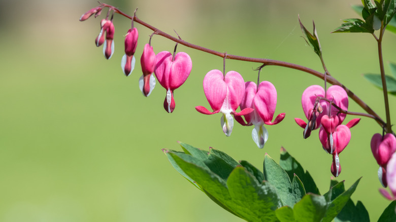 Bleeding heart blooms dangling in a row from the plant