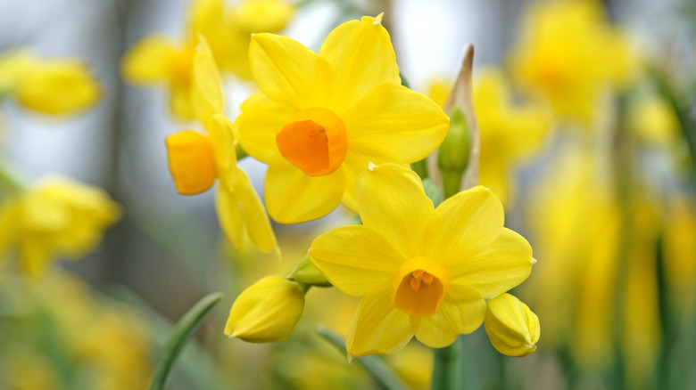 Yellow and orange daffodils bloom in a garden