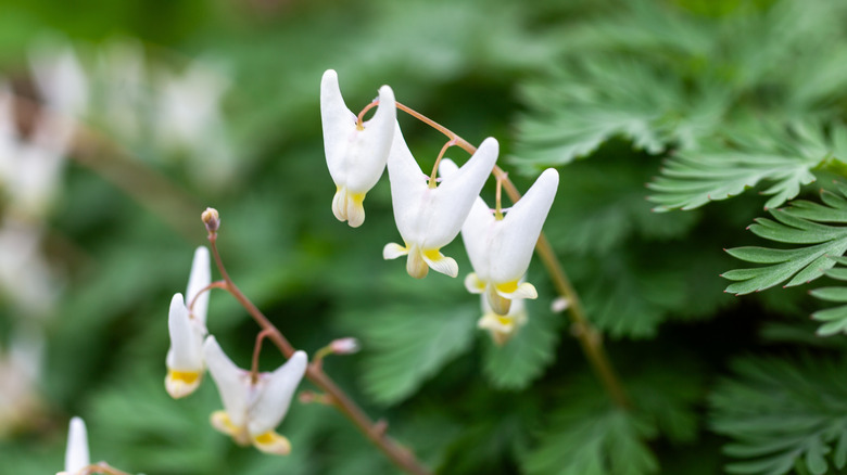 Dutchman's breeches plant