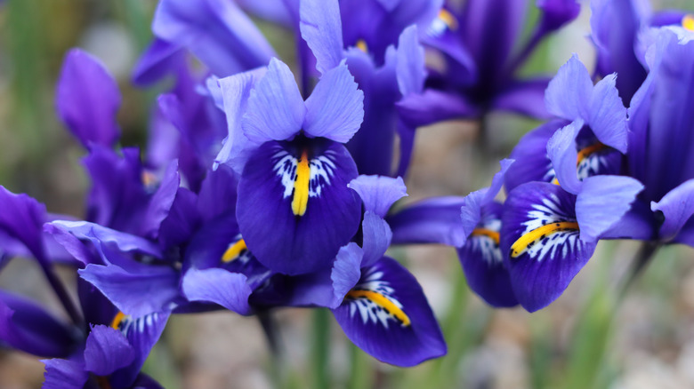Blue dwarf crested iris flowers