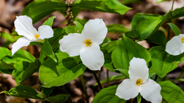 Three great white trillium flowers in bloom