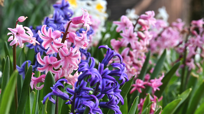 Hyacinth flowers in purple, pink, and white grow in a flower garden