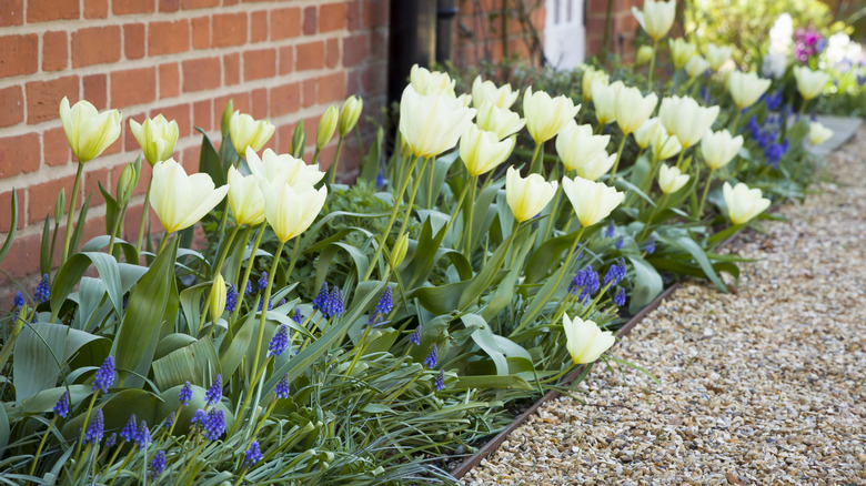 Yellow tulips and grape hyacinth bloom in a garden patch between a brick building and gravel path