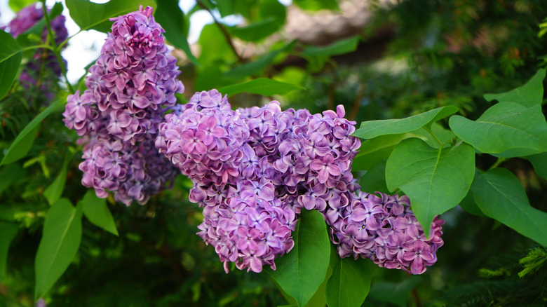 Purple-blooming lilacs flowers