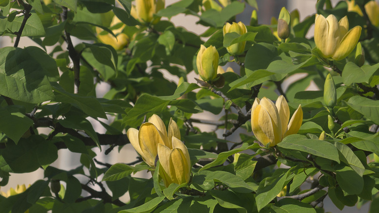 A yellow magnolia tree blooms in the spring