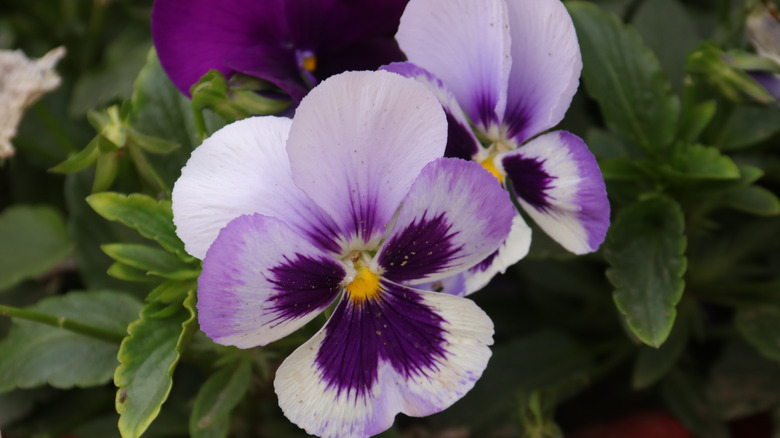 Purple and white pansy flowers in bloom
