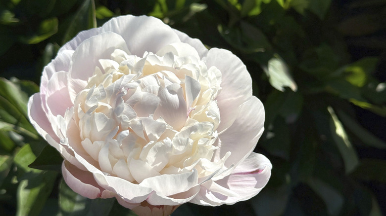 A delicate white peony bloom with dark foliage in the background