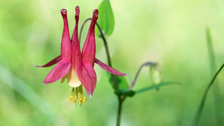 A dangling red columbine flower on a blurred green background