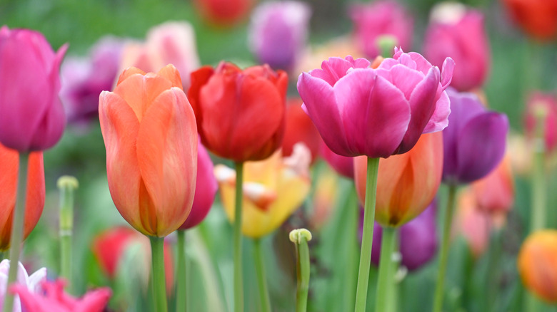 Tulips of various colors bloom in a field