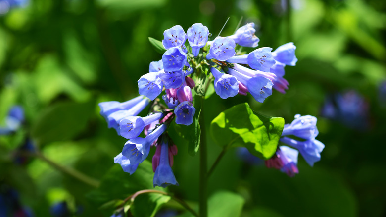 Virginia bluebells bloom outside in the spring