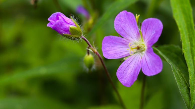 A wild geranium flower, surrounded by green foliage