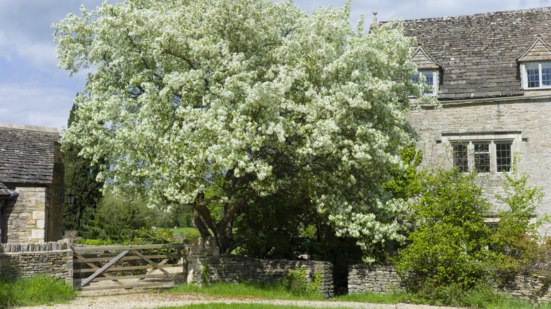 Pear tree in bloom