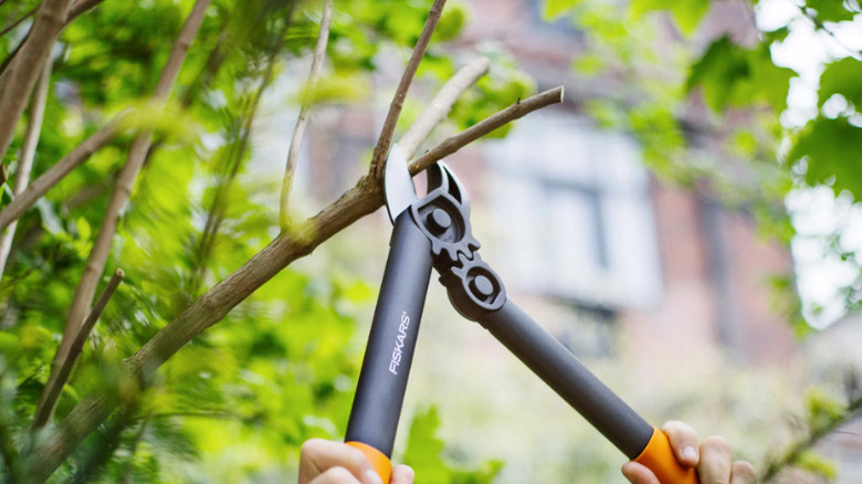 A pair of Fiskars tree loppers pruning a tree branch